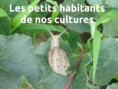 /album/galerie-photos/escargot-melon-libelle-jpg/